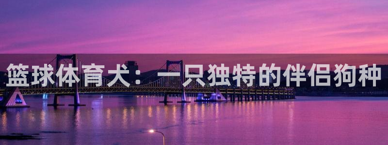 篮球体育犬：一只独特的伴侣狗种