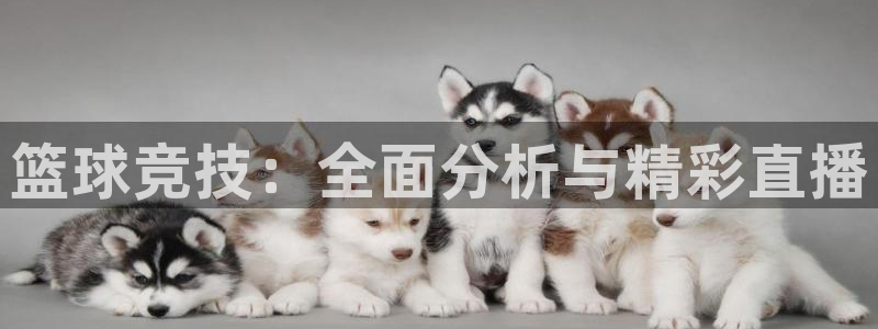 乐球直播全球赛事免费高清